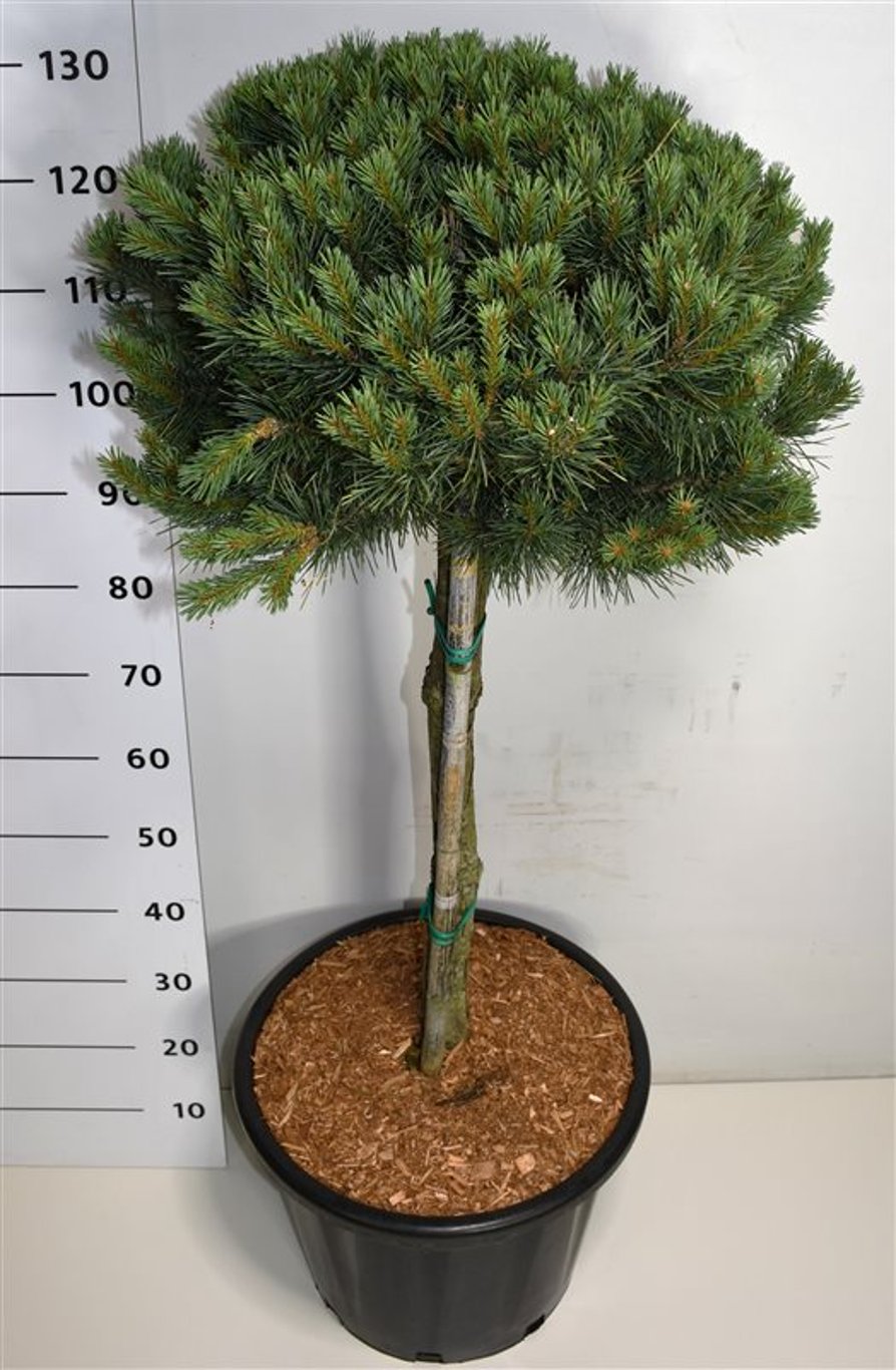 Pinus sylv. 'Watereri' - 60 CM Stem C30